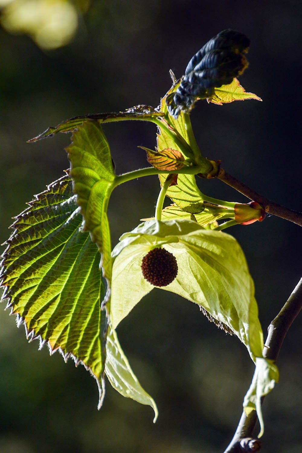 #春末夏初#——奇花异草之珙桐初开