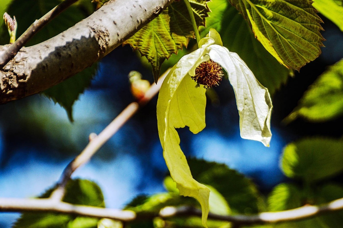 #春末夏初#——奇花异草之珙桐初开
