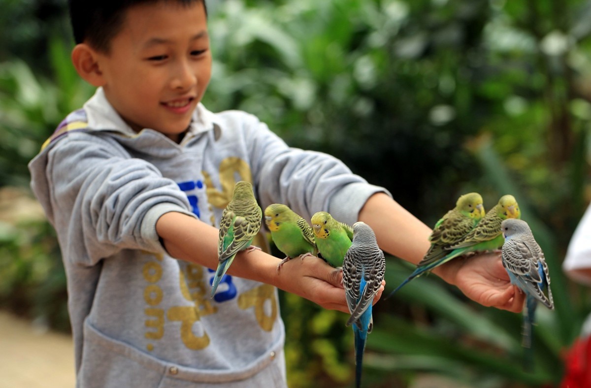 用百微镜头拍不怕人的小鸟——小鹦鹉