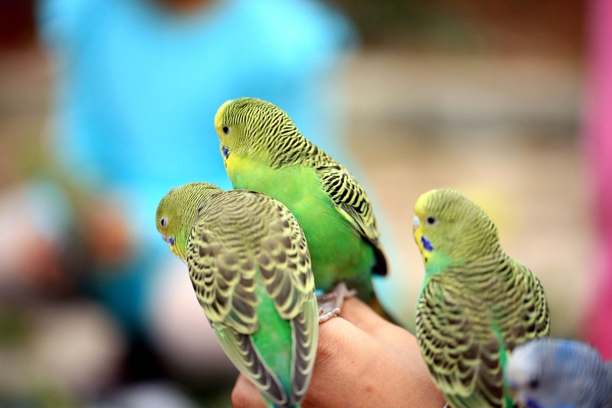 用百微镜头拍不怕人的小鸟——小鹦鹉