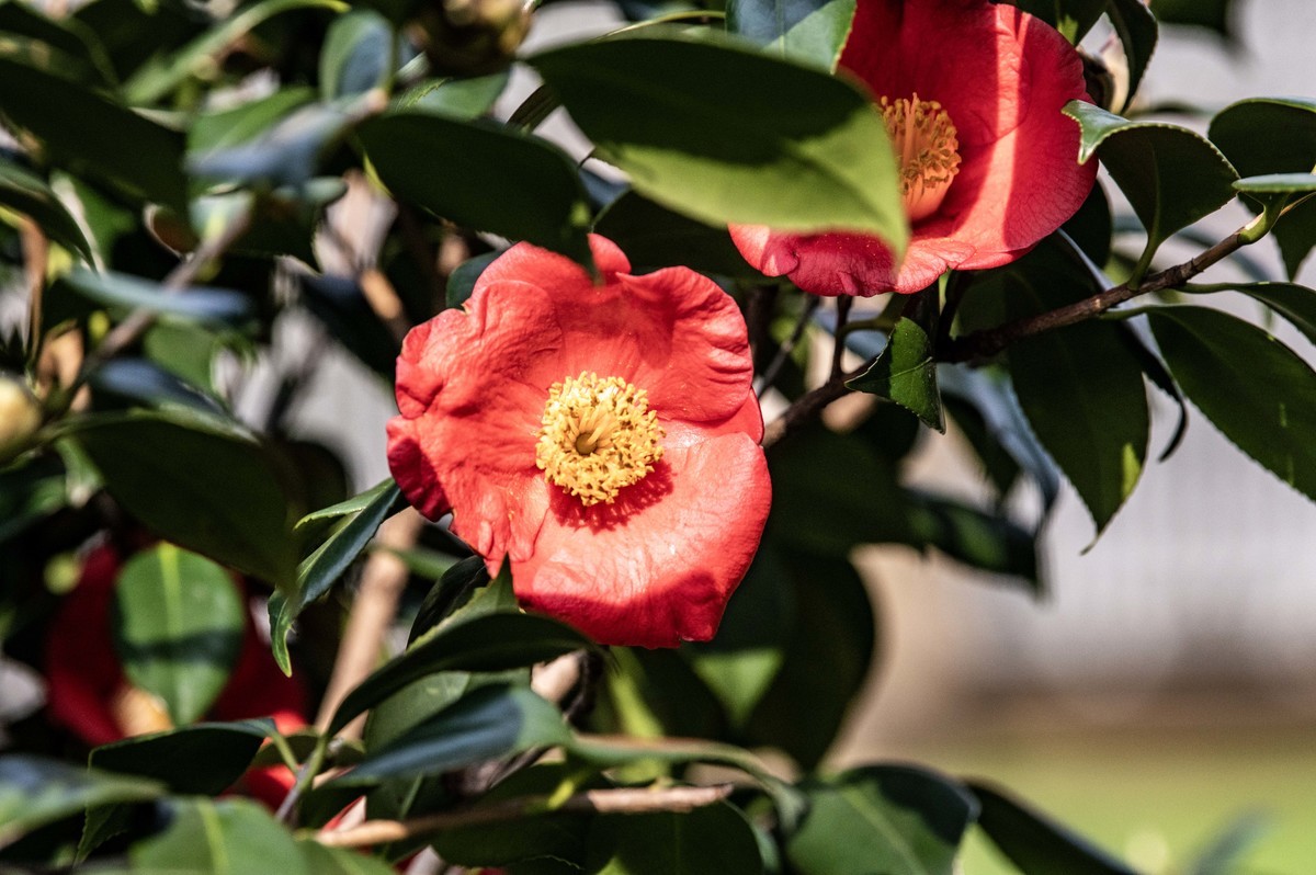 庐州印象（322）等待花开