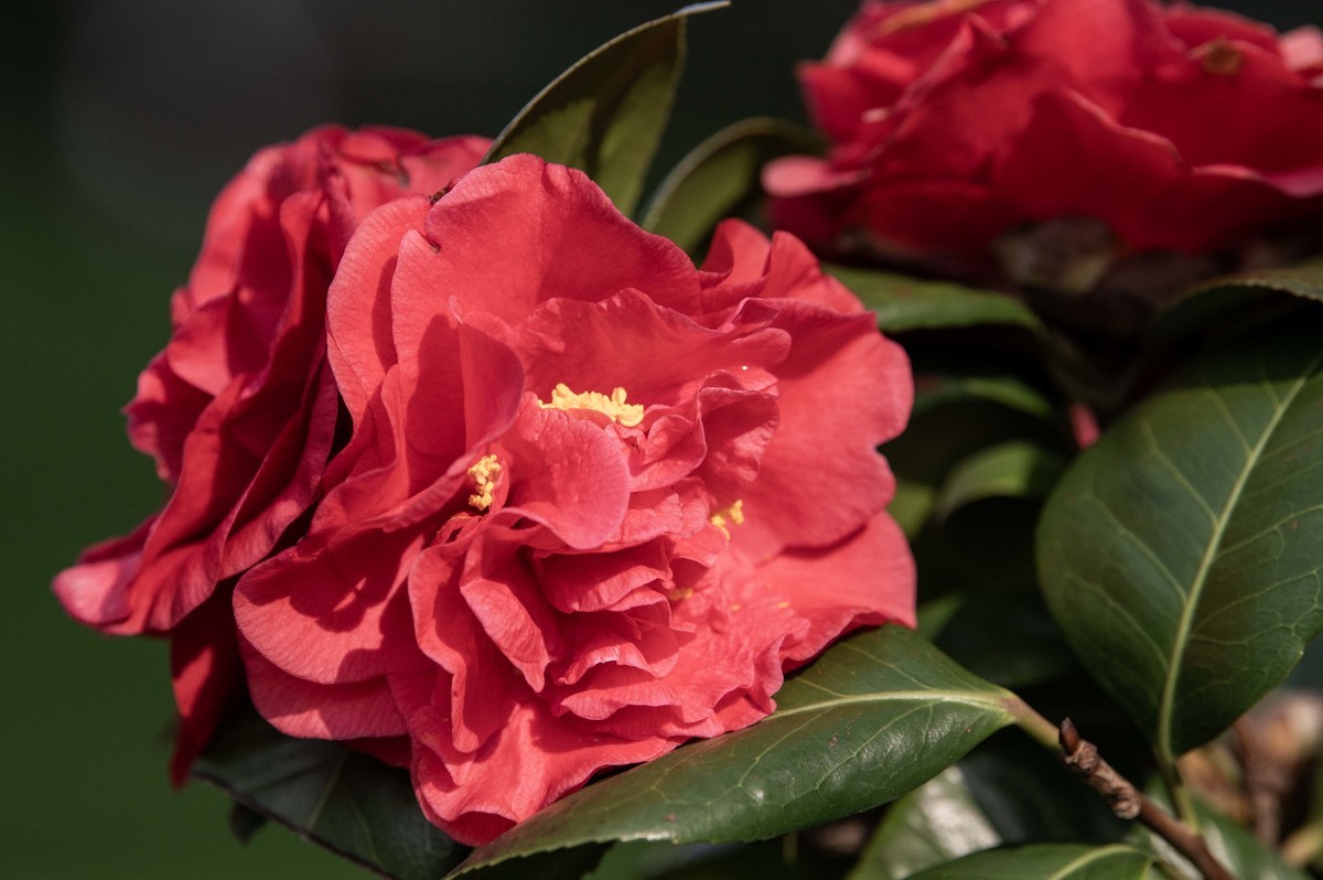 庐州印象（322）等待花开