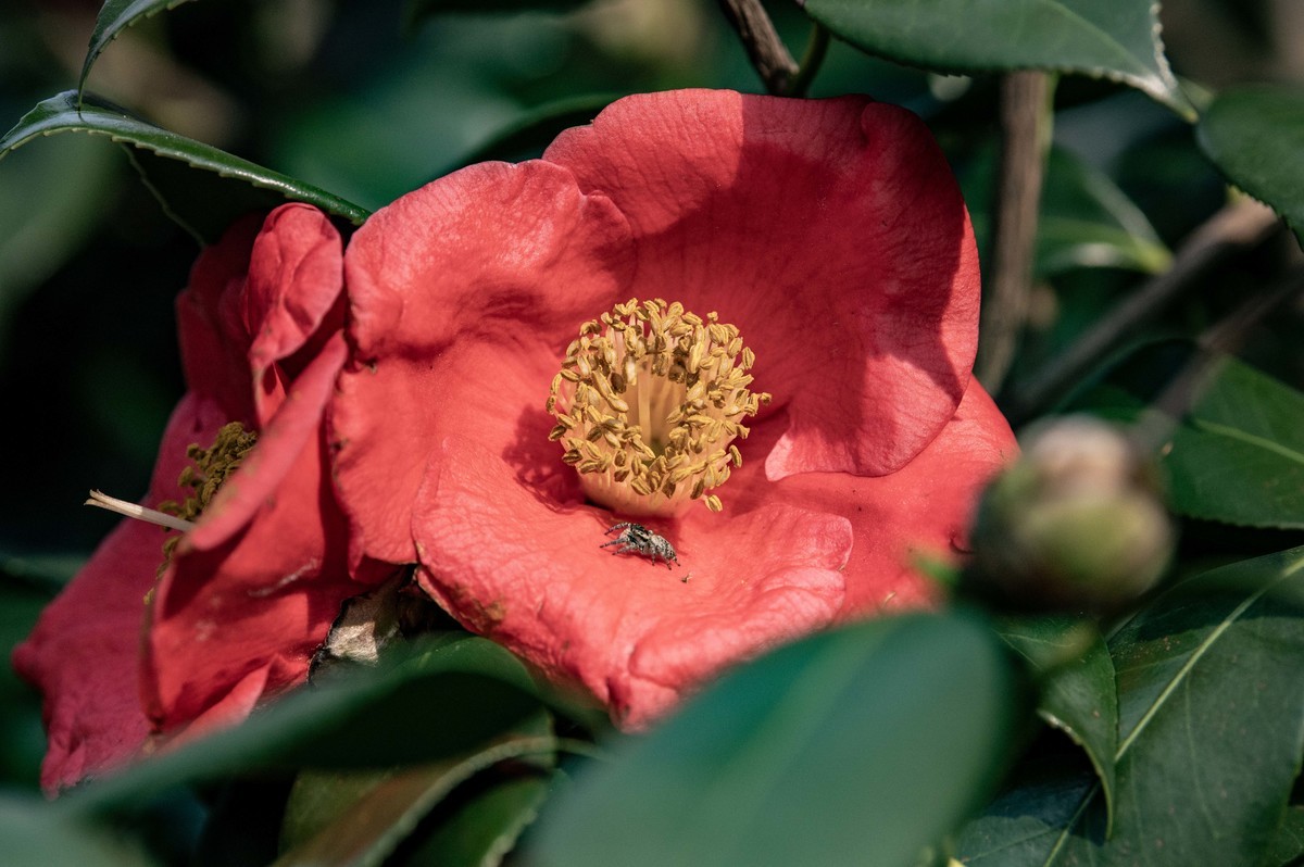 庐州印象（322）等待花开