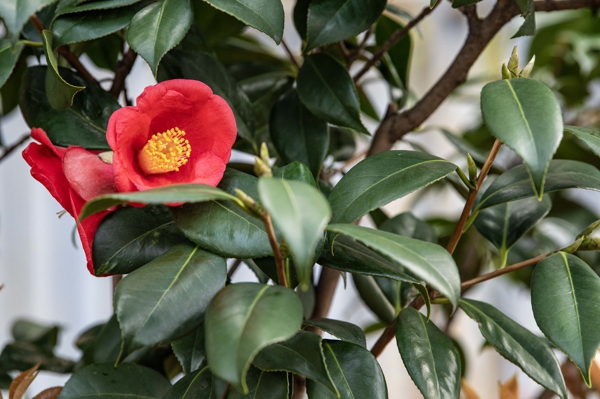 庐州印象（322）等待花开