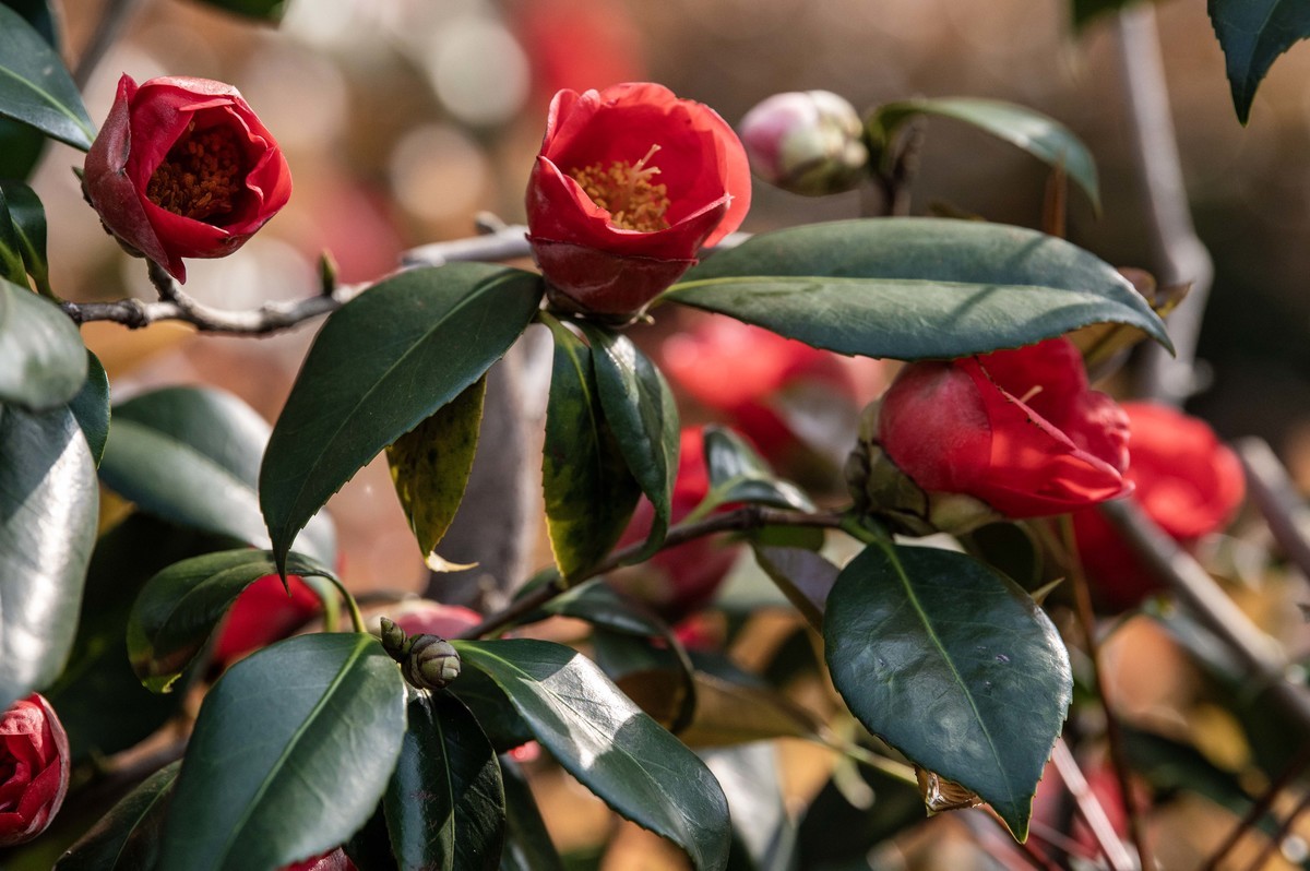 庐州印象（322）等待花开