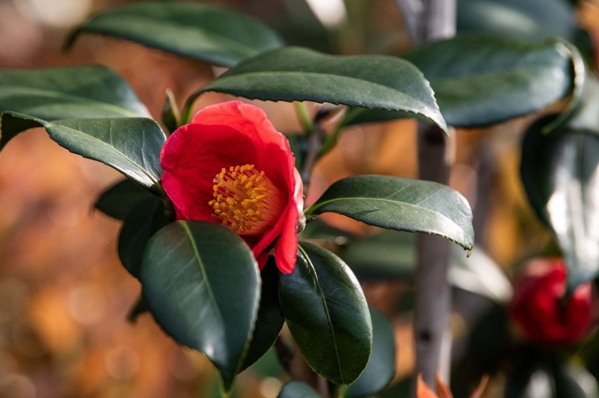 庐州印象（322）等待花开