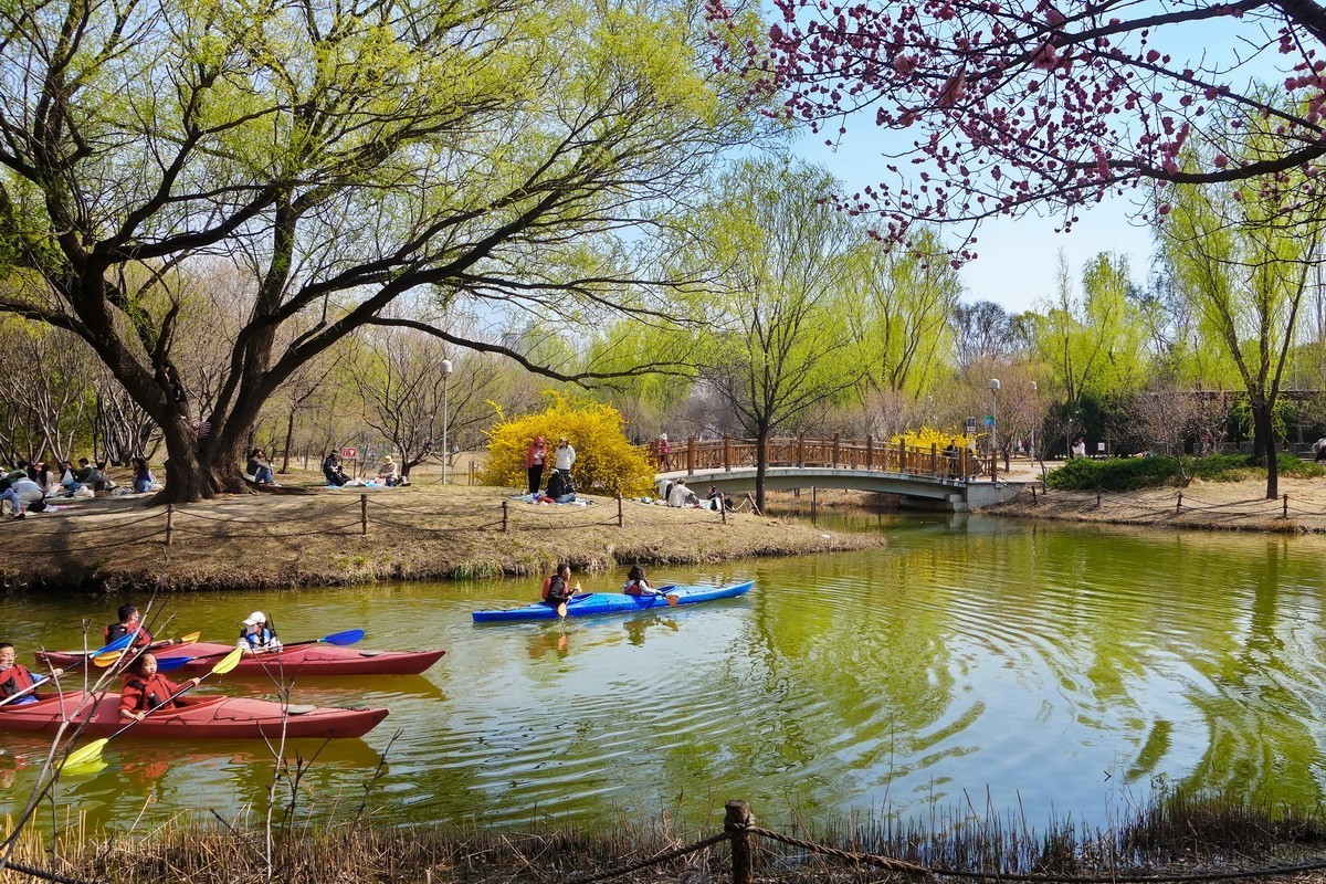 2024012 奥体森林公园 春色春韵