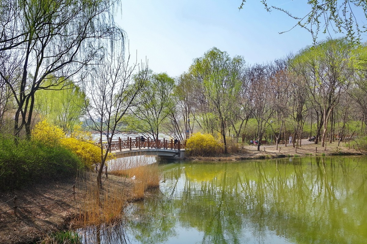 2024012 奥体森林公园 春色春韵