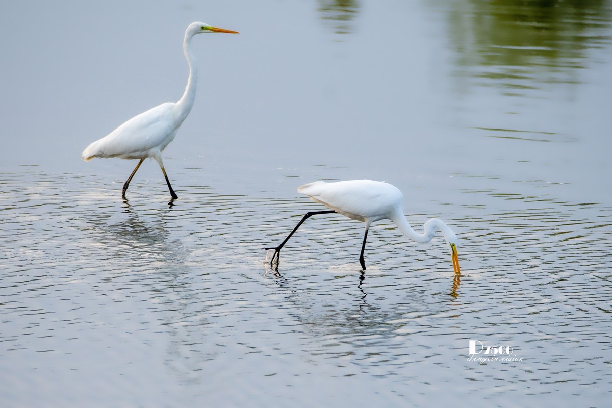 蒙古贞白鹭洲（80）