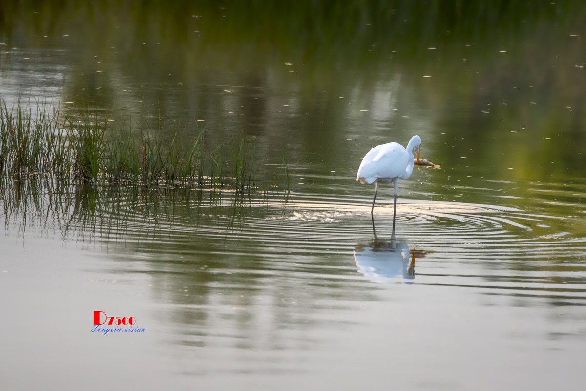 蒙古贞白鹭洲（80）