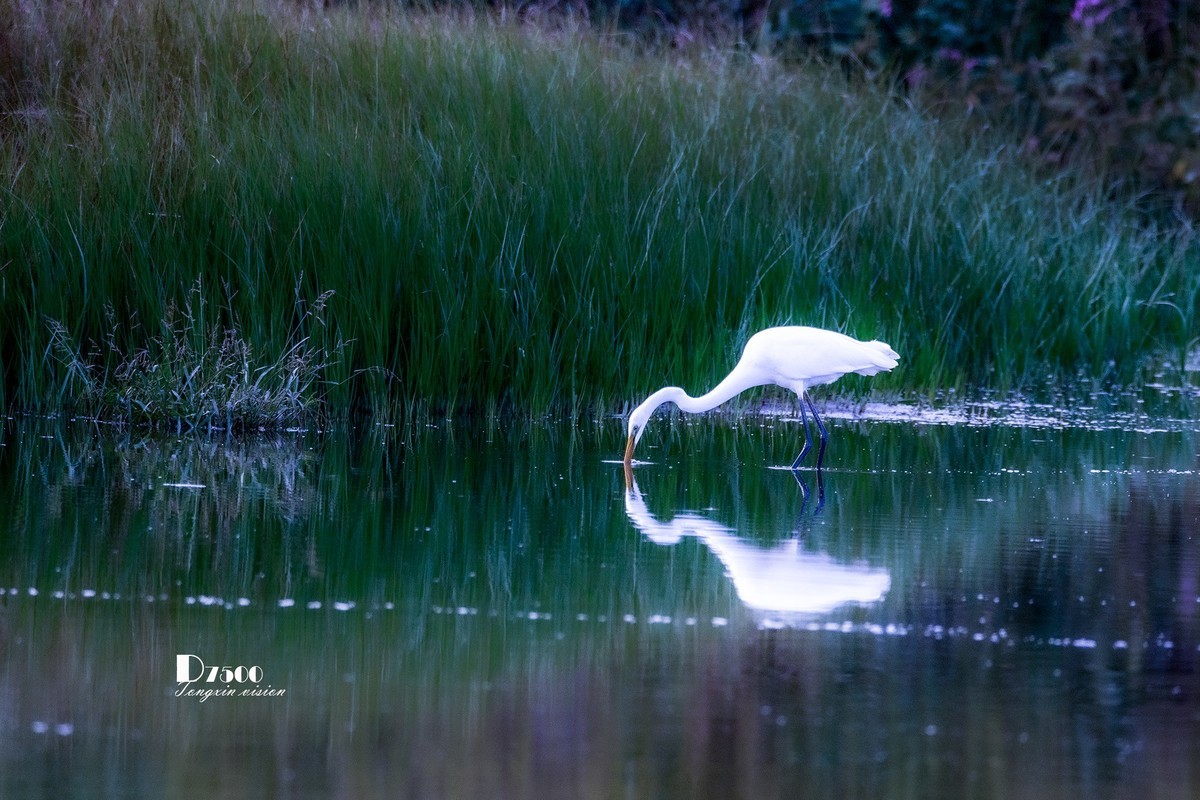 蒙古贞白鹭洲（80）