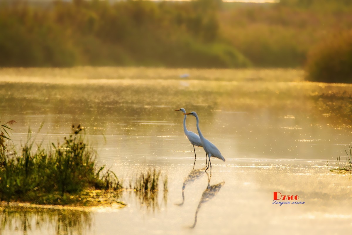 蒙古贞白鹭洲（80）