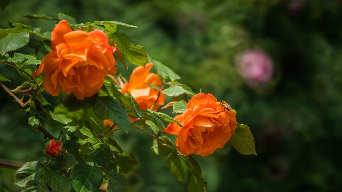 五 月 的 蔷 薇  （ 三 ）