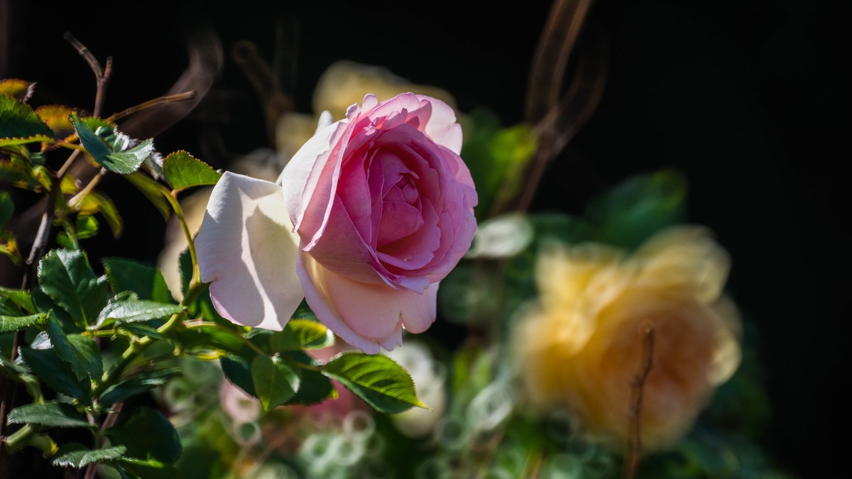 五 月 的 蔷 薇  （ 三 ）