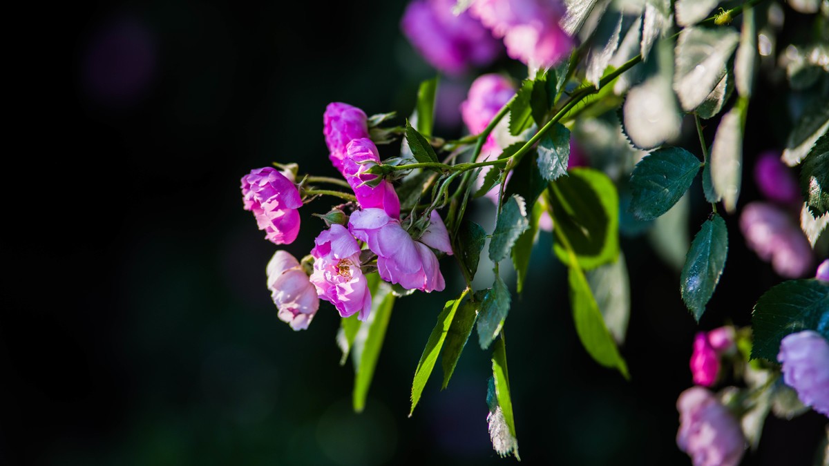 五 月 的 蔷 薇  （ 三 ）