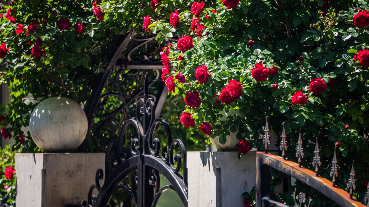 五 月 的 蔷 薇  （ 三 ）