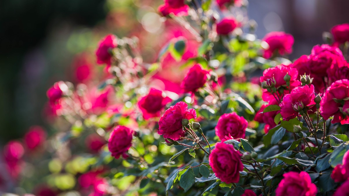 五 月 的 蔷 薇  （ 三 ）