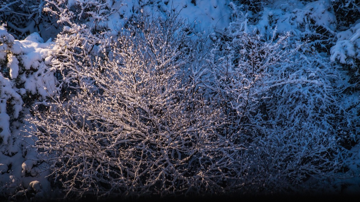 241126 宅 家 观 雪 （ 四 ）