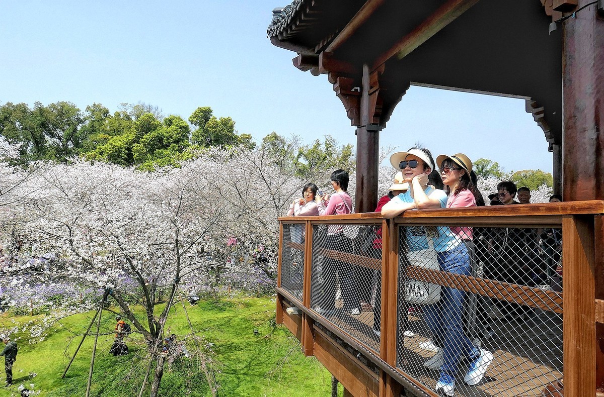 樱花盛开的时候七（续完）