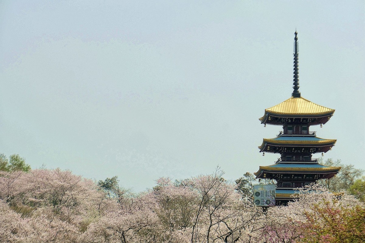 樱花盛开的时候七（续完）