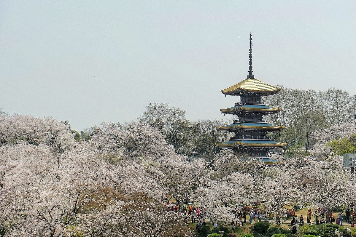 樱花盛开的时候七（续完）