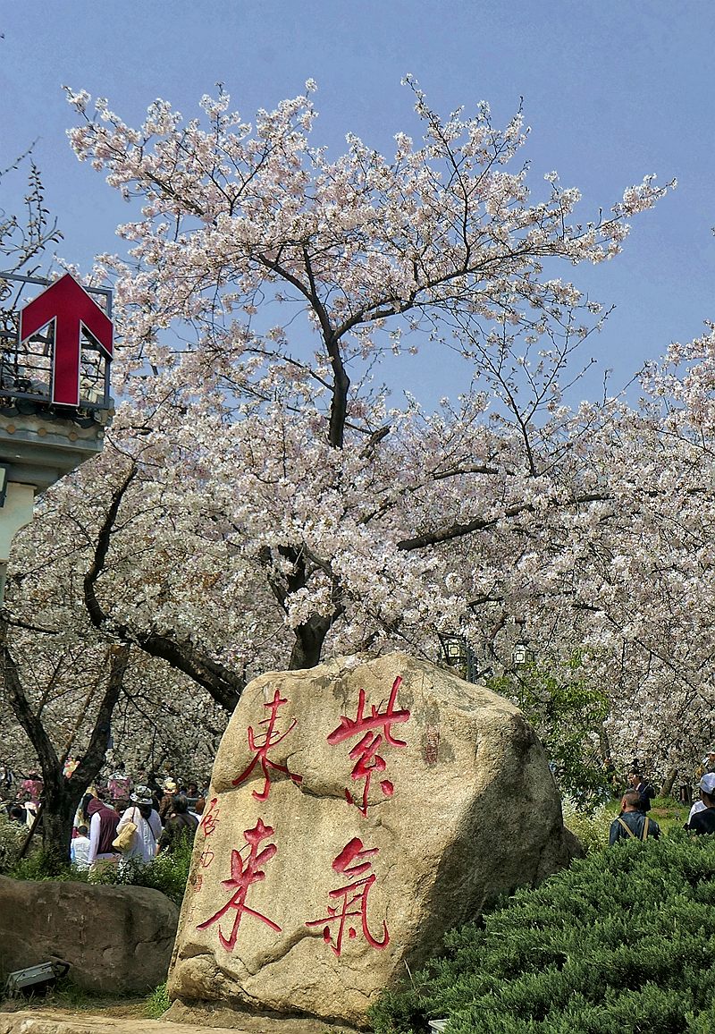 樱花盛开的时候七（续完）