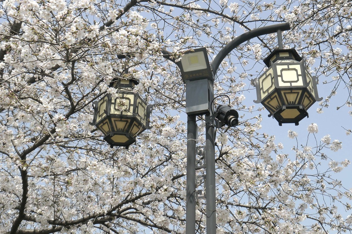 樱花盛开的时候七（续完）