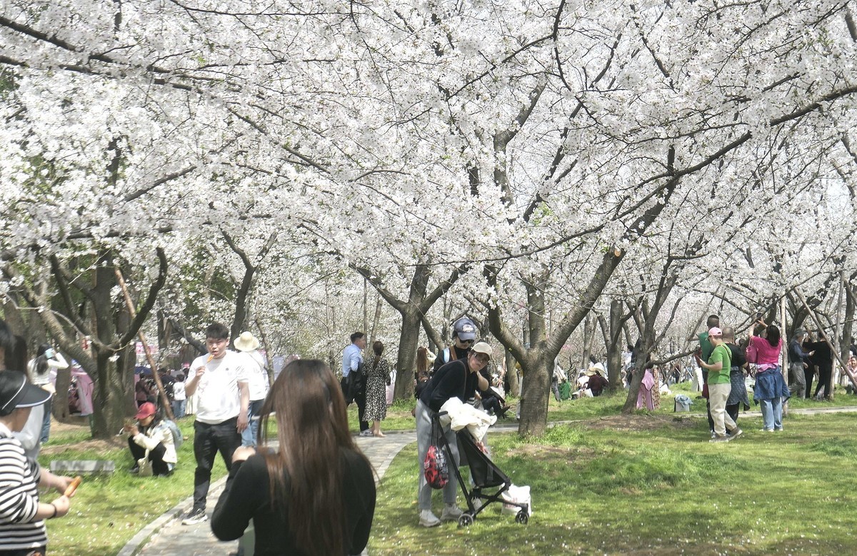 樱花盛开的时候七（续完）