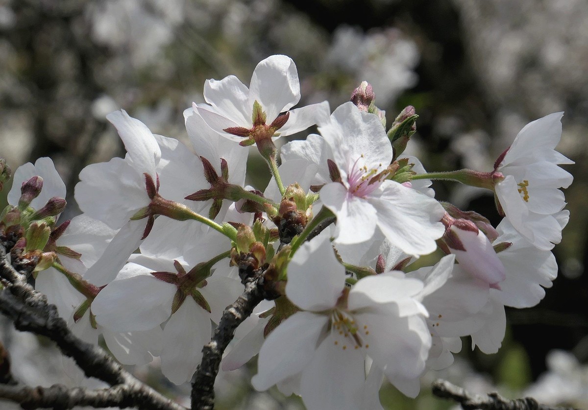 樱花盛开的时候七（续完）
