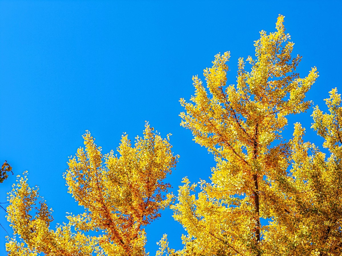 手机游拍20241105《56》