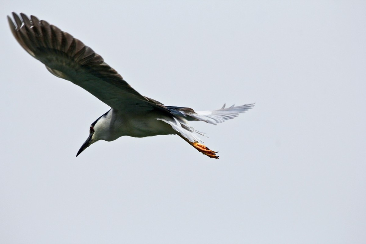 抓拍——明湖夜鹭