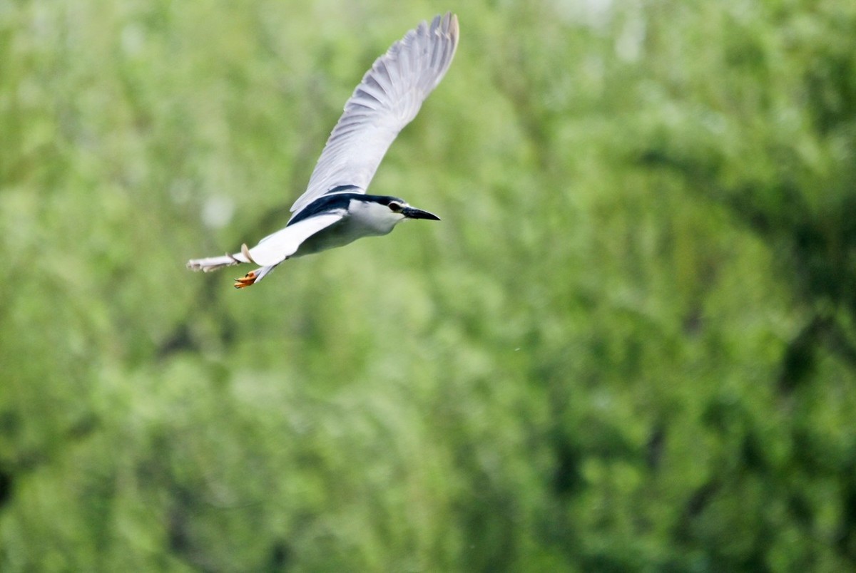 抓拍——明湖夜鹭