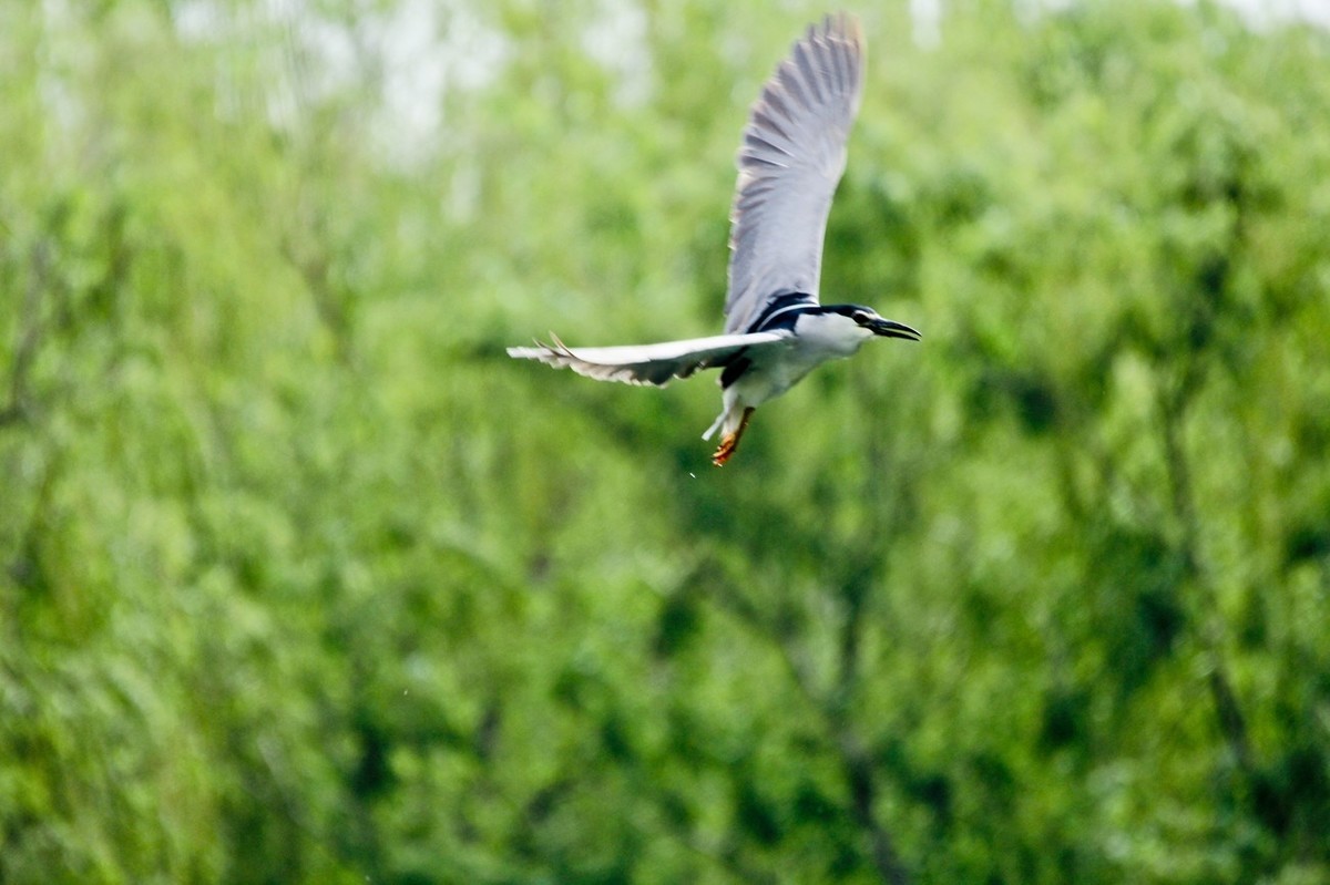 抓拍——明湖夜鹭