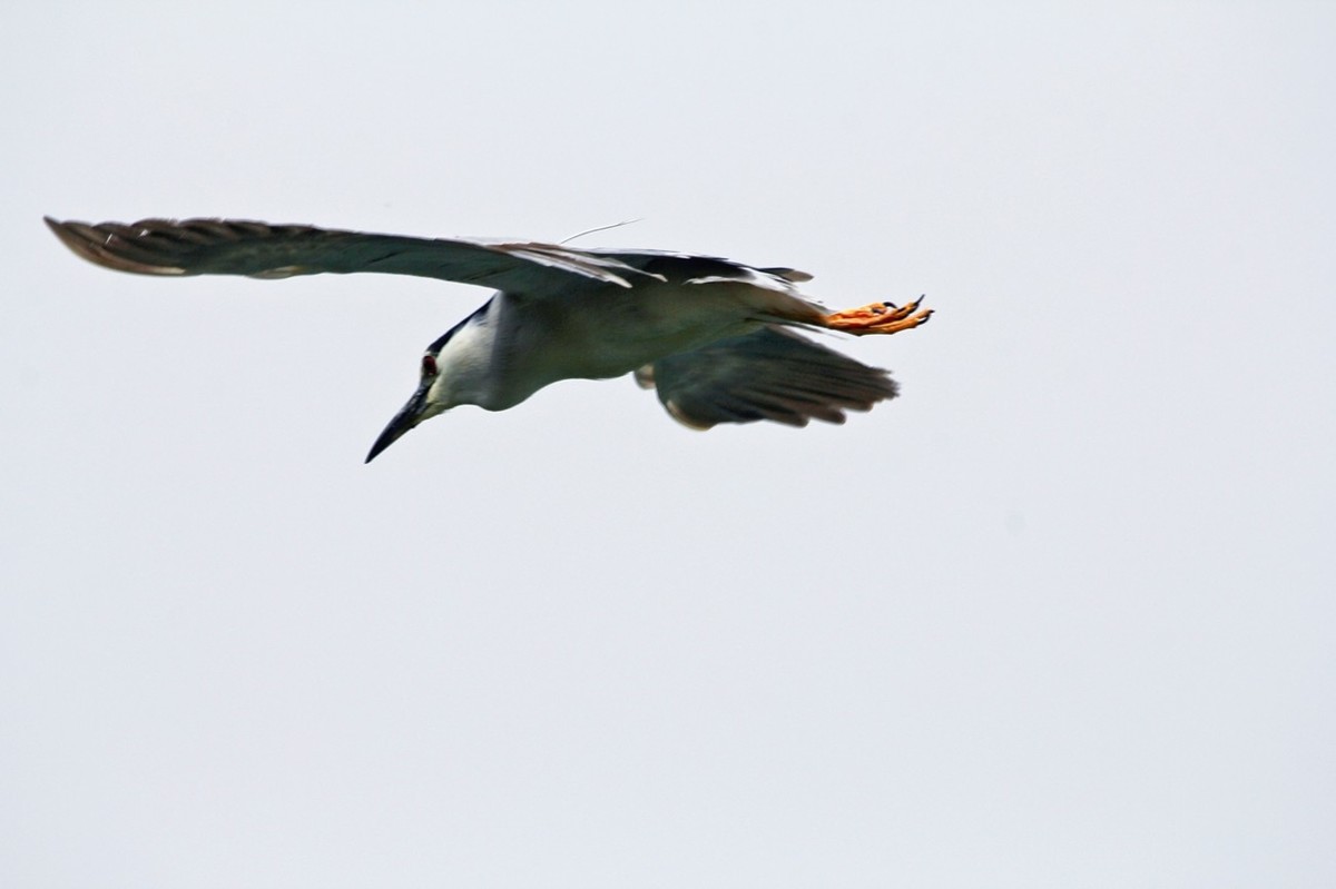 抓拍——明湖夜鹭