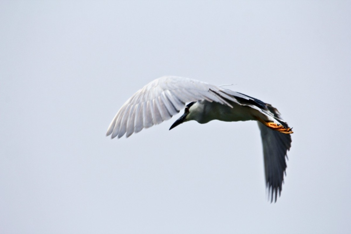 抓拍——明湖夜鹭