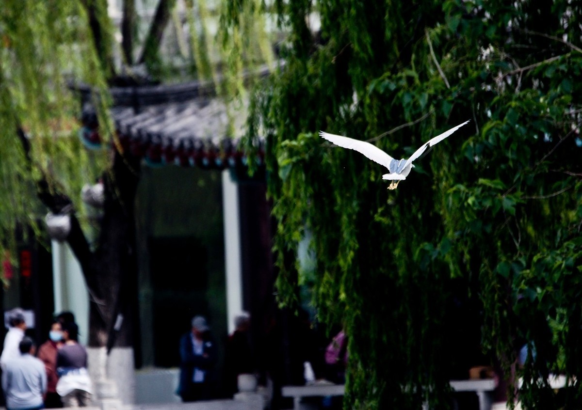 抓拍——明湖夜鹭