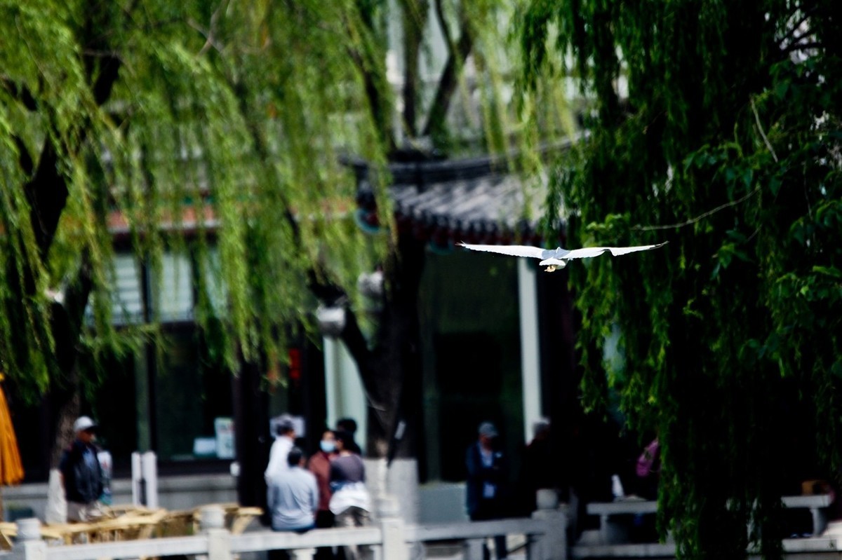 抓拍——明湖夜鹭