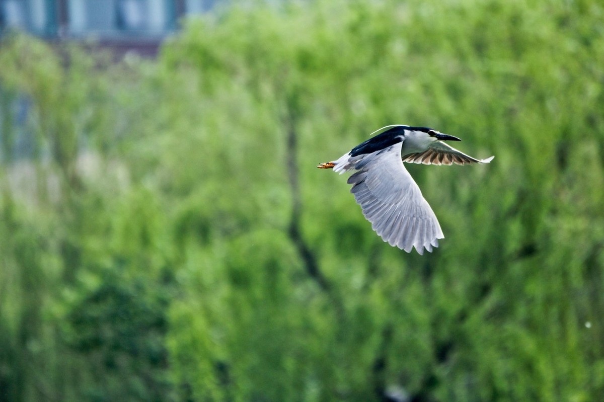 抓拍——明湖夜鹭