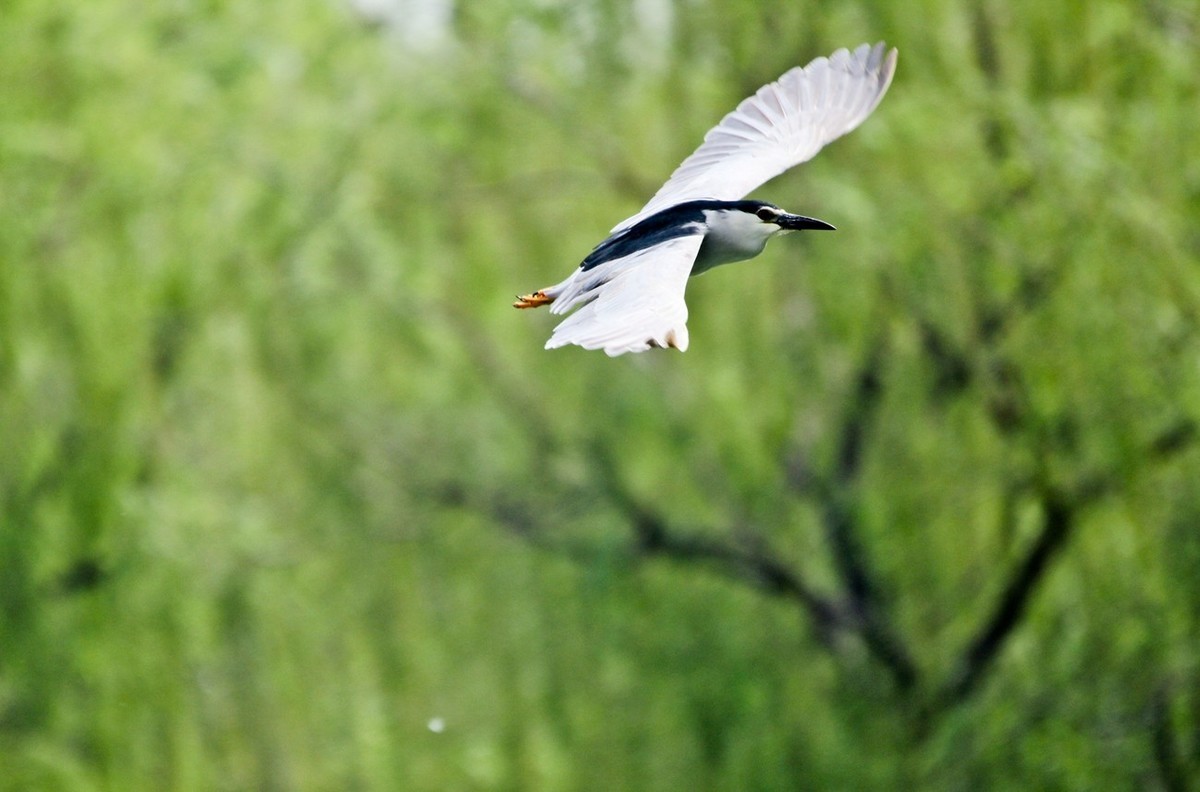 抓拍——明湖夜鹭