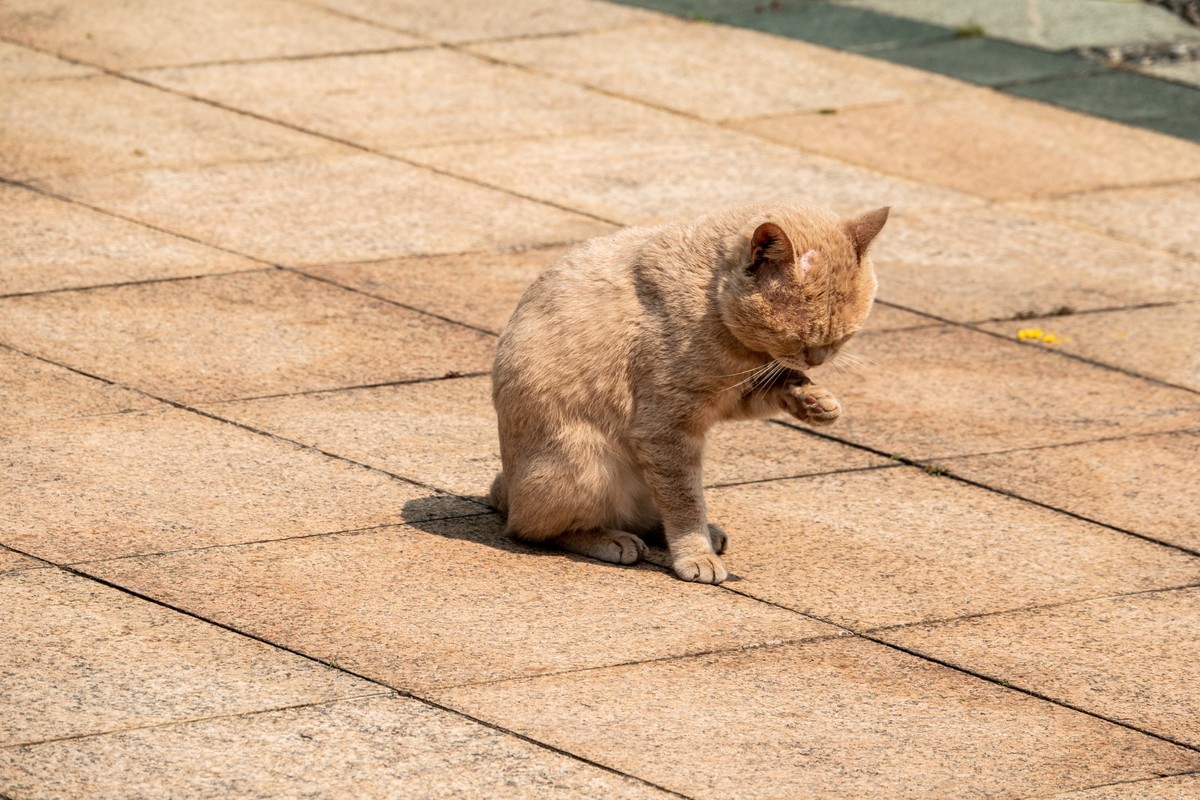 猫
