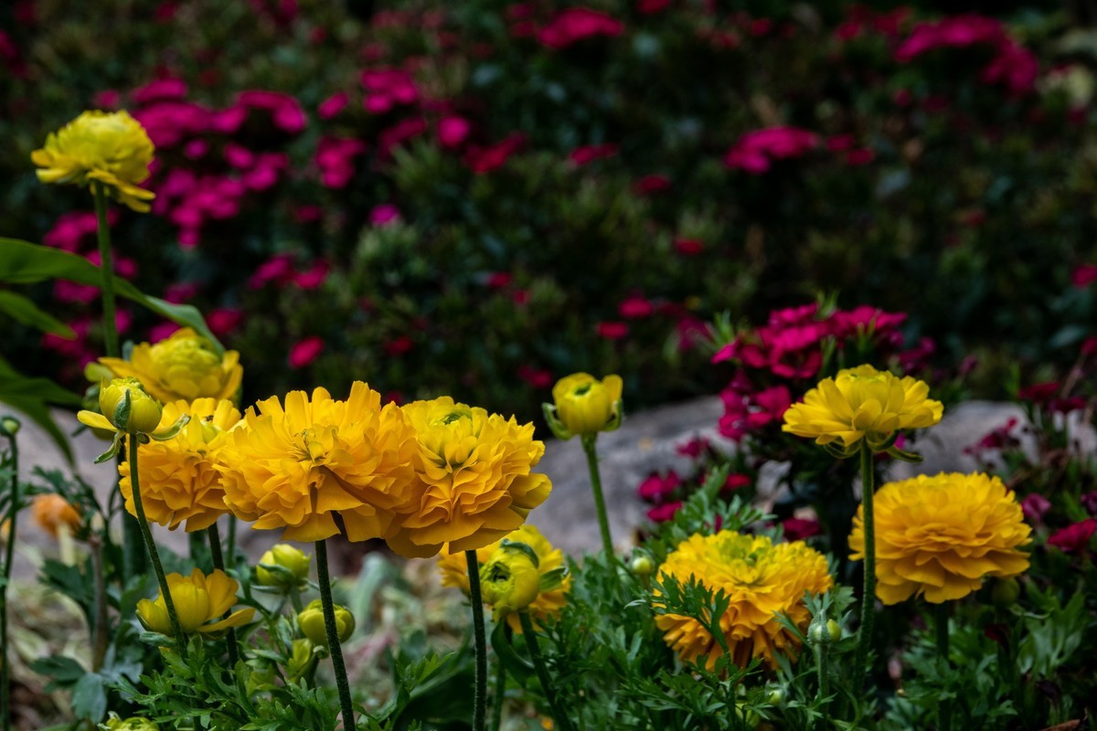 花枝招展（434）