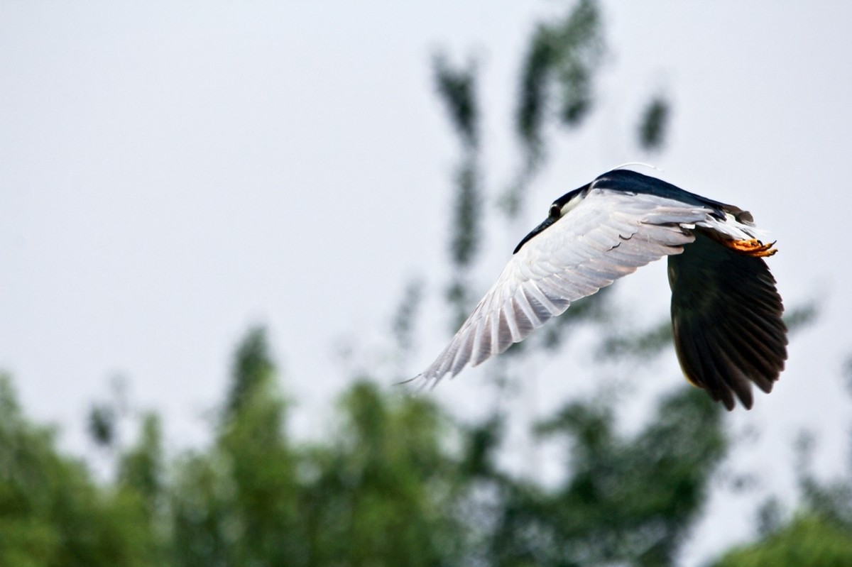 抓拍——明湖夜鹭