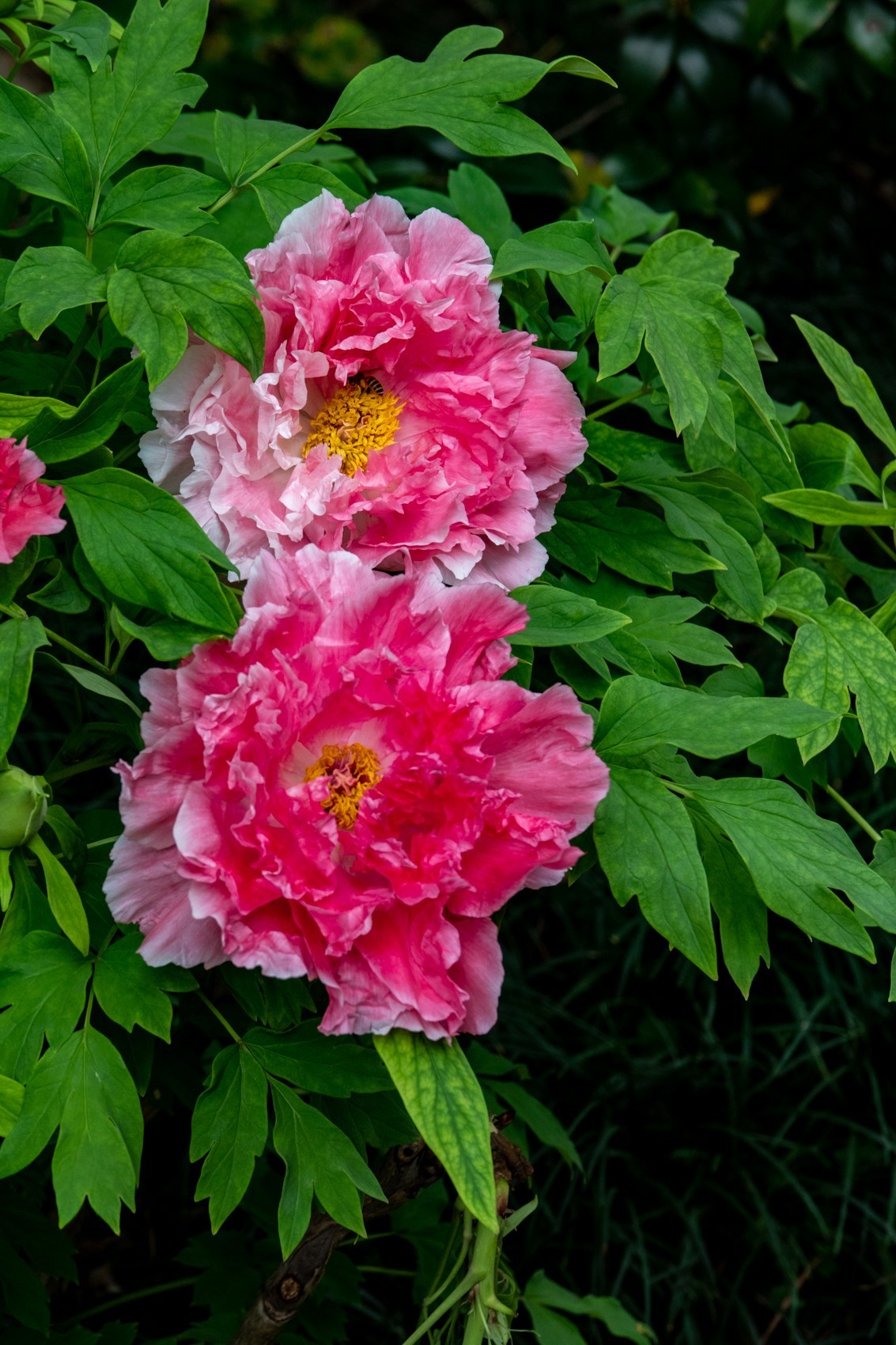 花枝招展（434）