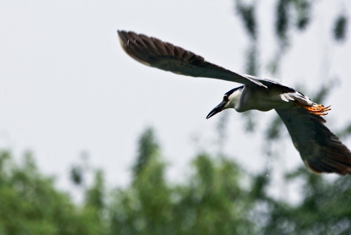 抓拍——明湖夜鹭