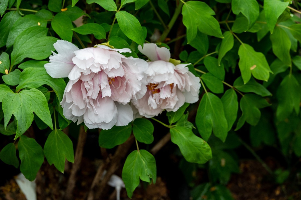 花枝招展（434）