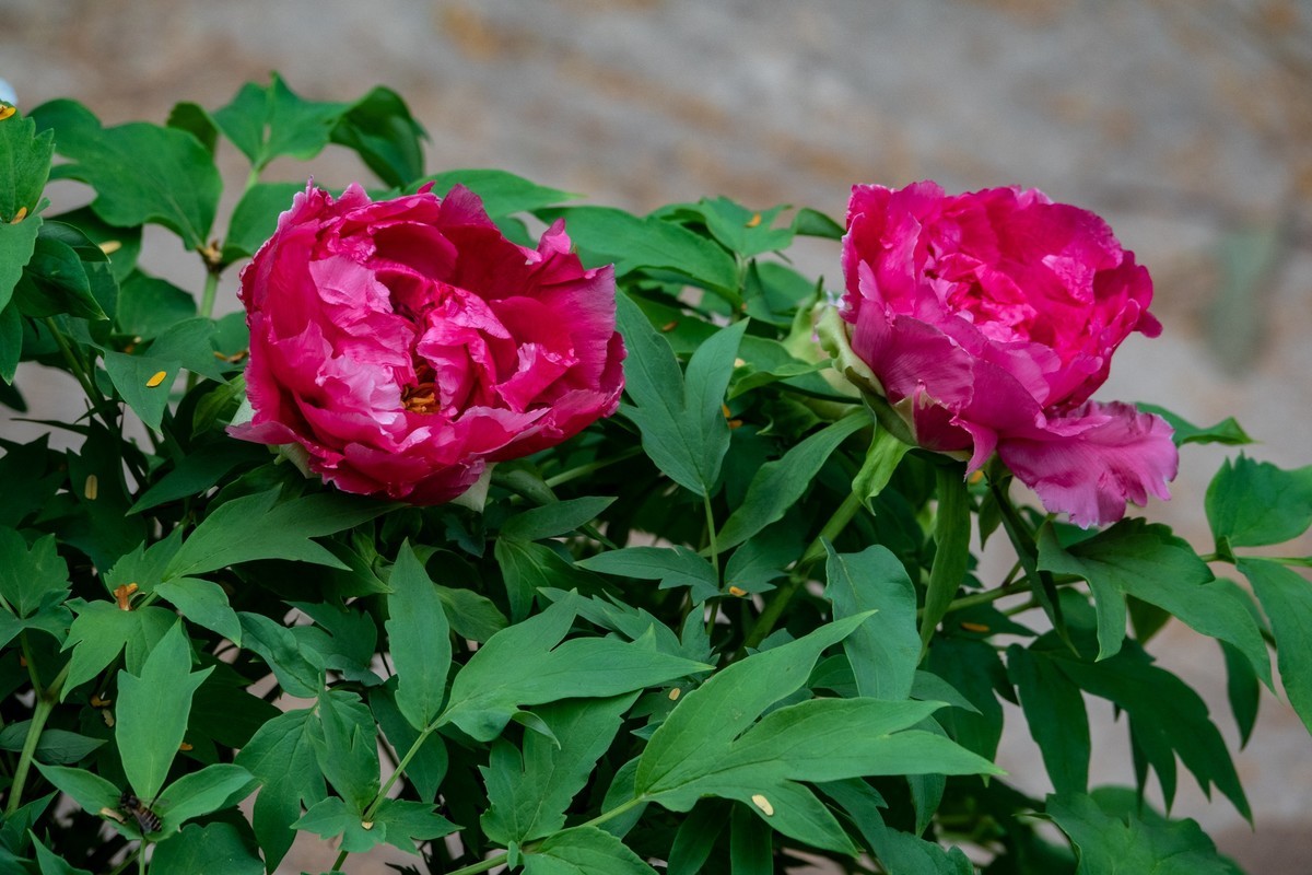 花枝招展（434）