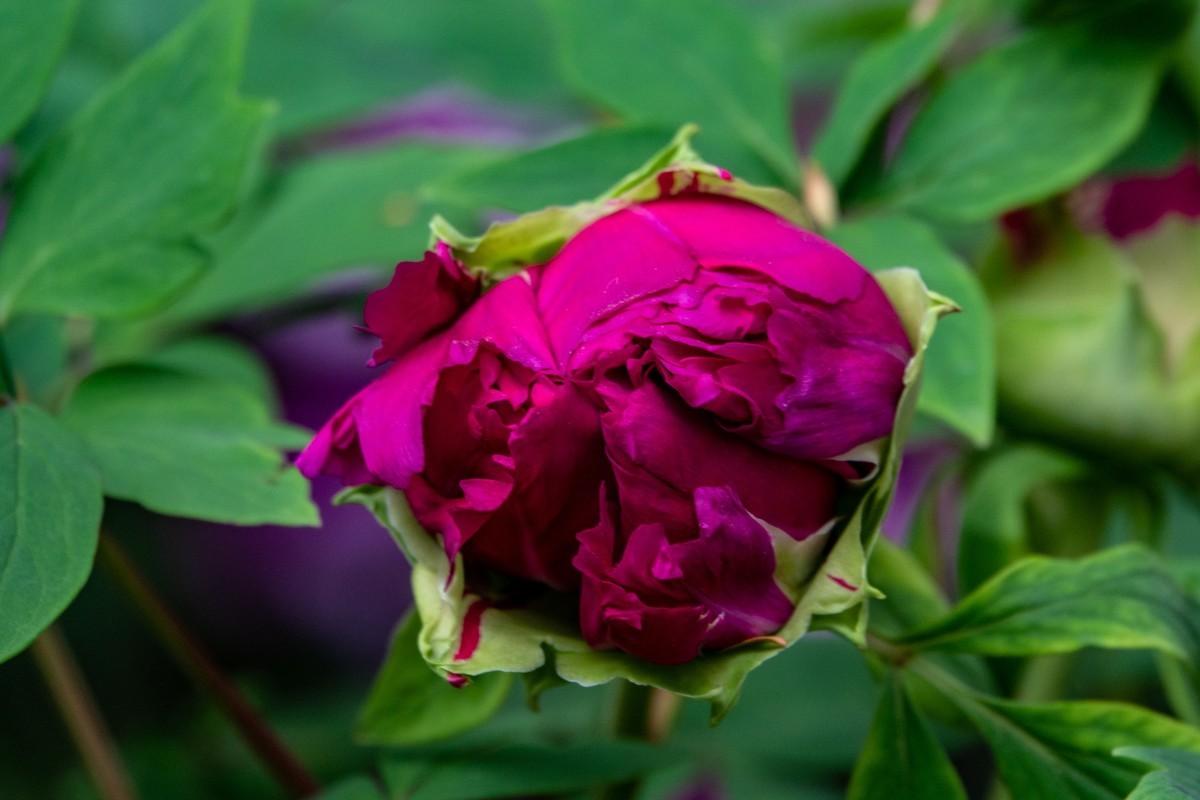 花枝招展（434）