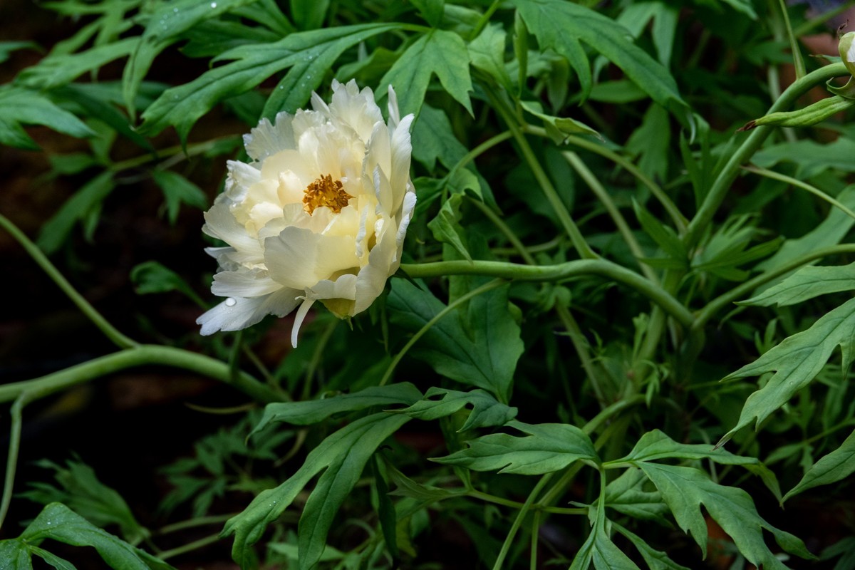 花枝招展（434）