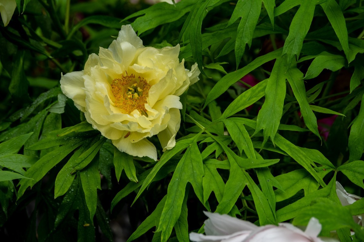 花枝招展（434）