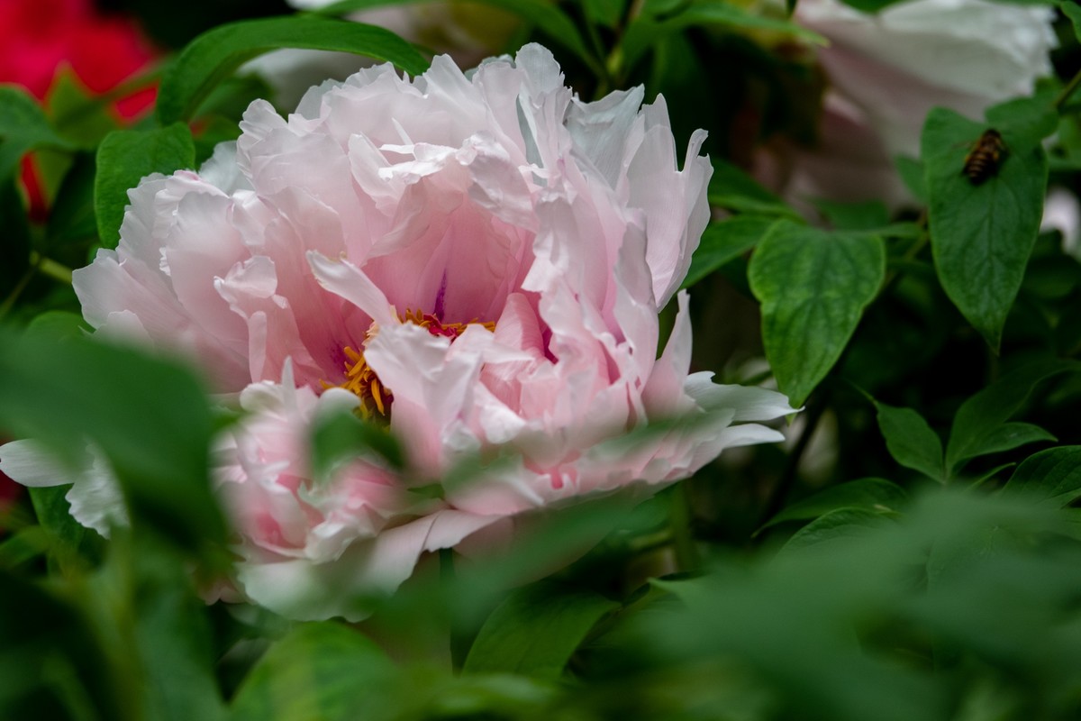 花枝招展（434）